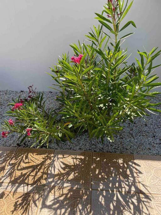 فيلا Casa Pap Arboleas المظهر الخارجي الصورة